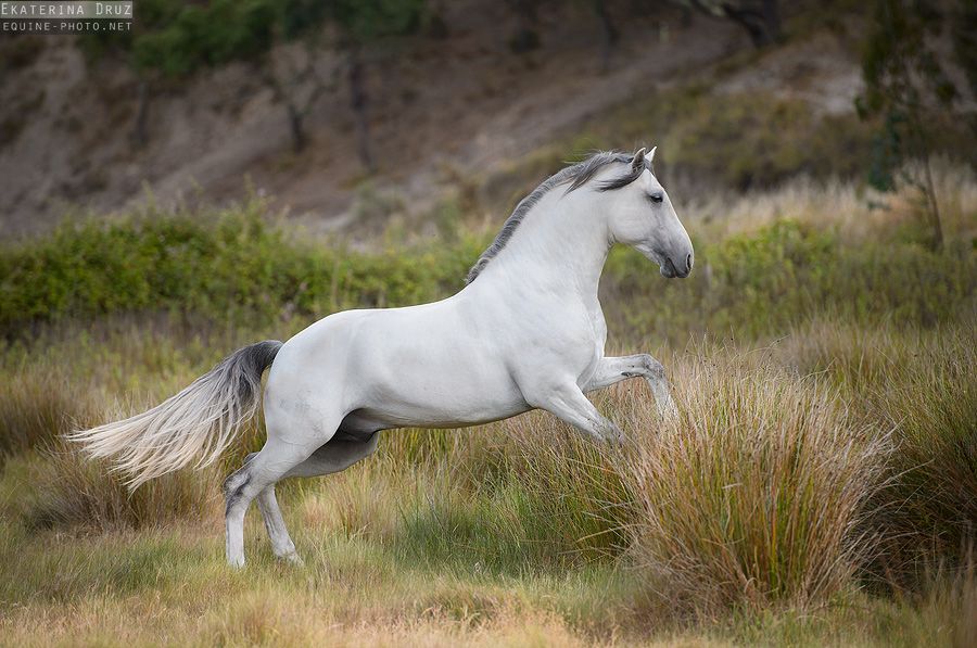 The Story Behind the Story: Sophia Santiago, the Algarve, and the Lusitano Horses